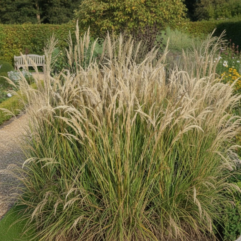 Stipa calamagrostis