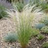 Stipa voile de mariée capillata