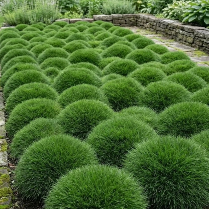 Gazon des Mascareignes, Zoysia