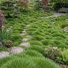 Gazon des Mascareignes, Zoysia
