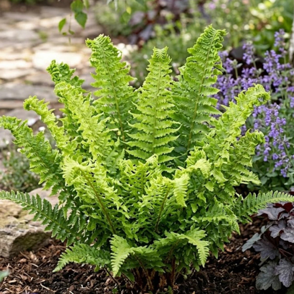 Fausse fougère mâle Crispa, Dryopteris