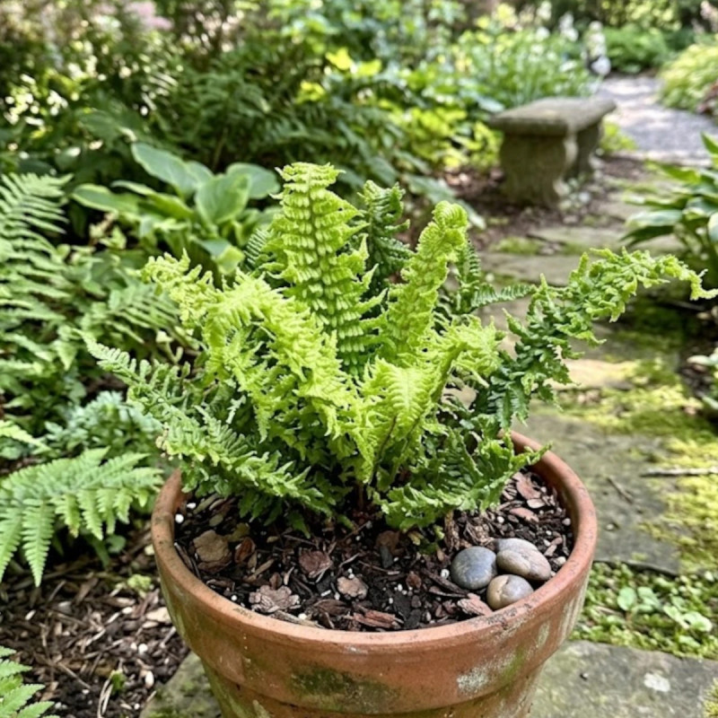 Fausse fougère mâle Crispa, Dryopteris