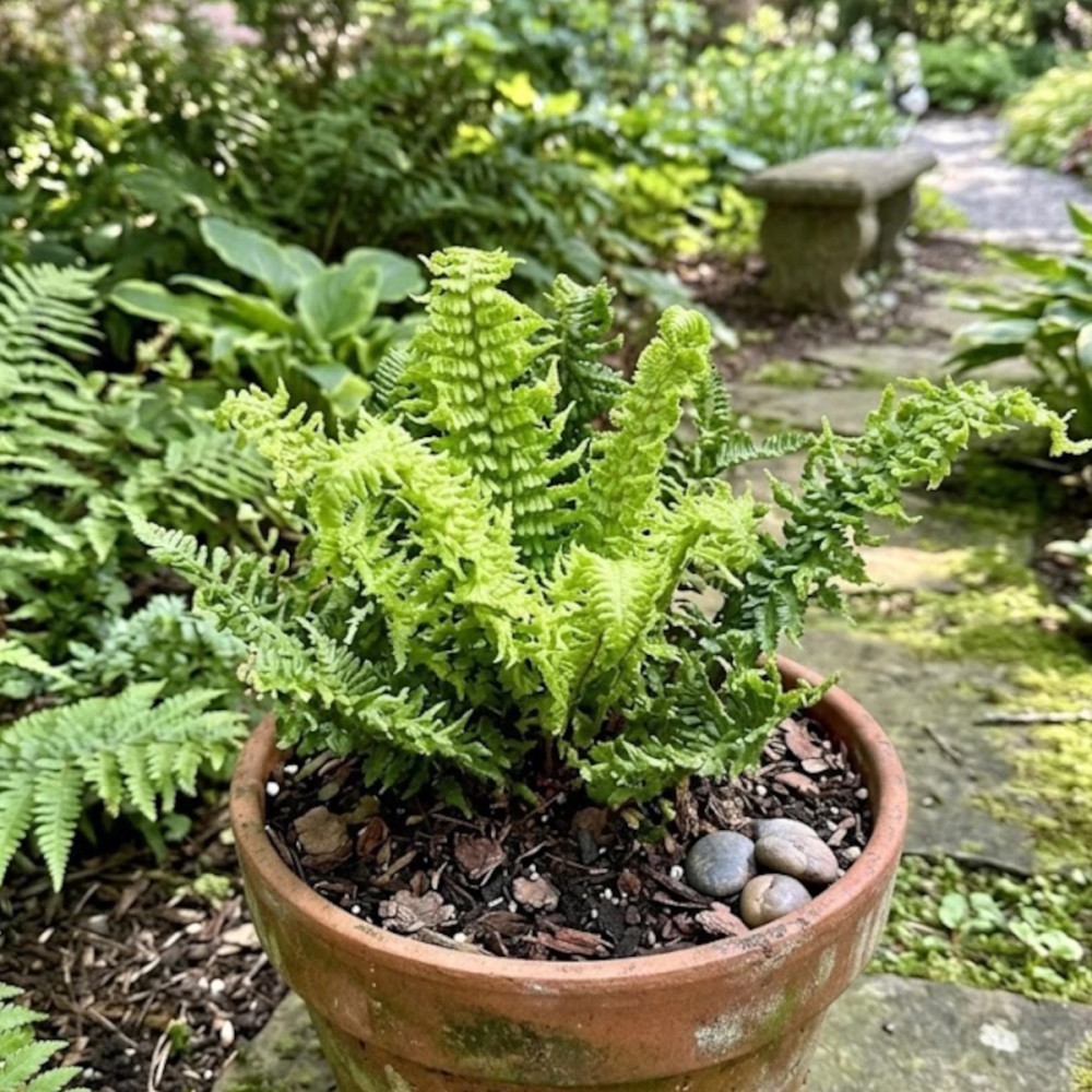 Fausse fougère mâle Crispa, Dryopteris