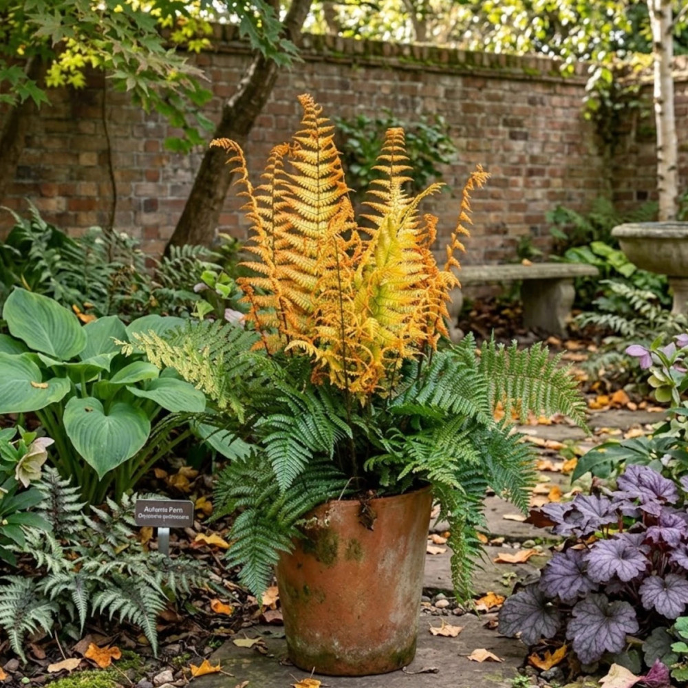 Fougère à écailles dorées Jurassic Gold - Edition limitée, Dryopteris