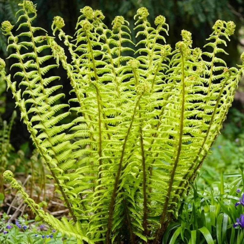 Fougère des bois noirs, Dryopteris