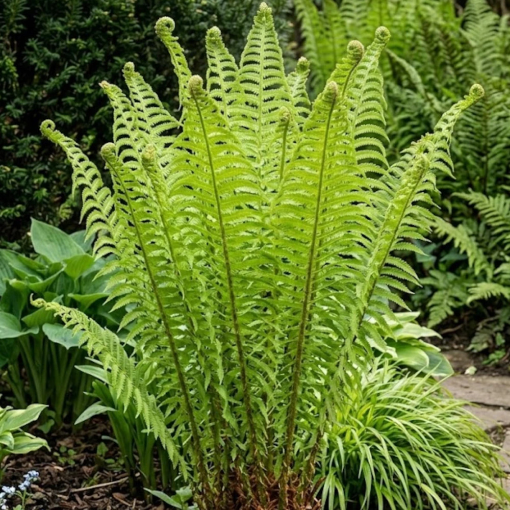 Fougère des bois noirs, Dryopteris Fougère des bois noirs, Dryopteris