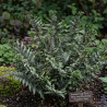 Fougère japonaise peinte, Dryopteris