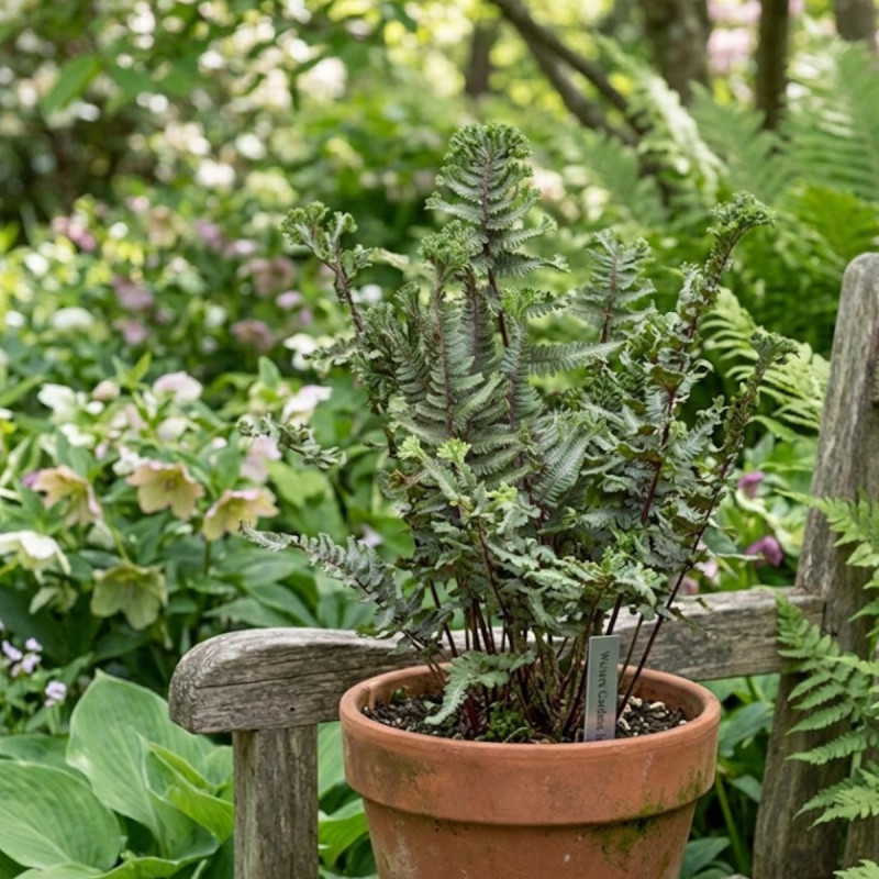Fougère japonaise peinte, Dryopteris
