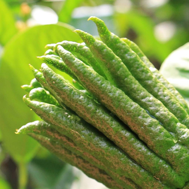 Citronnier main de Bouddha, Citrus