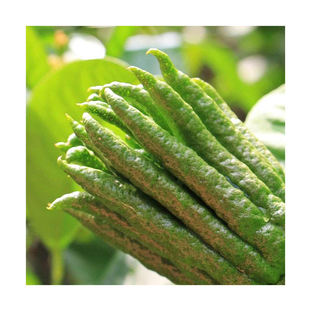 Citronnier main de Bouddha medica Digitata