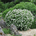 Daphne Eternal Fragance® 'Blafra'