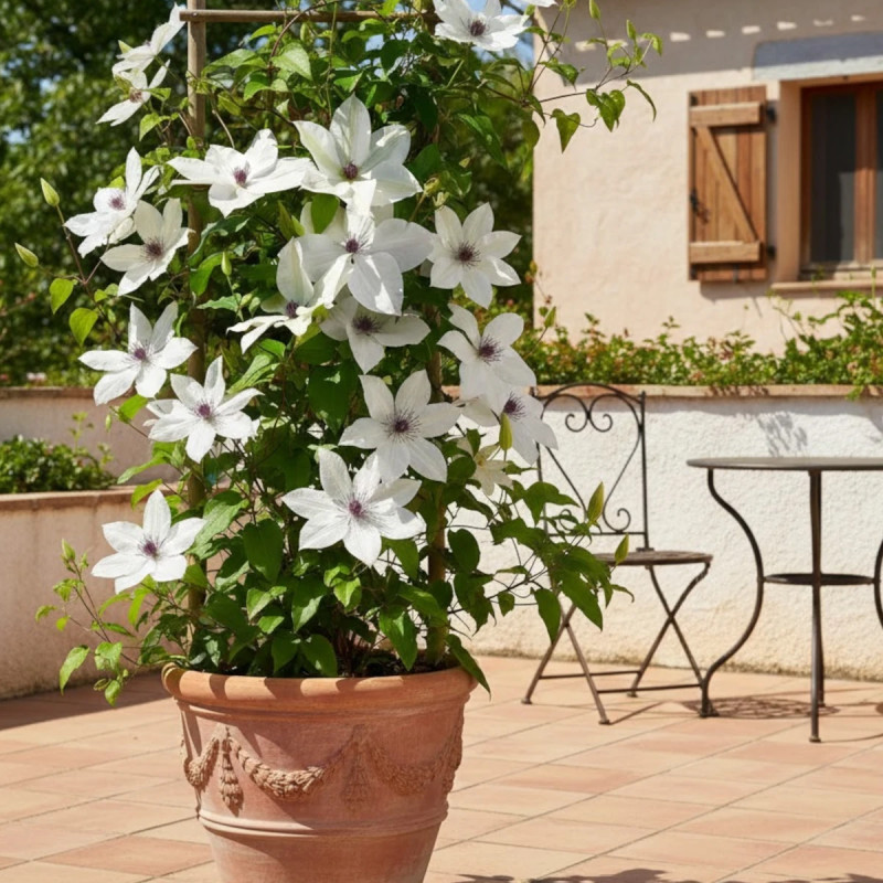 Clématite Tsukiko™ 'Evipo110'