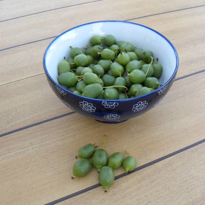 Kiwi De Sibérie 'Super Issai' Autofertile - Plante Grimpante En Pot 120 Cm, Fruits Mini-kiwis Sans épluchage, Pleine Soleil