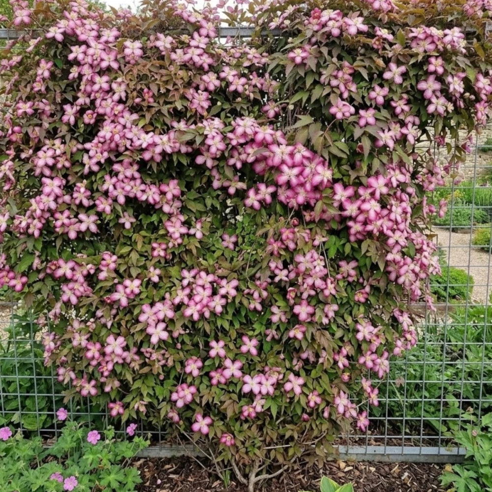 Clématite montana Rose Truffle 'Hyfatis07'