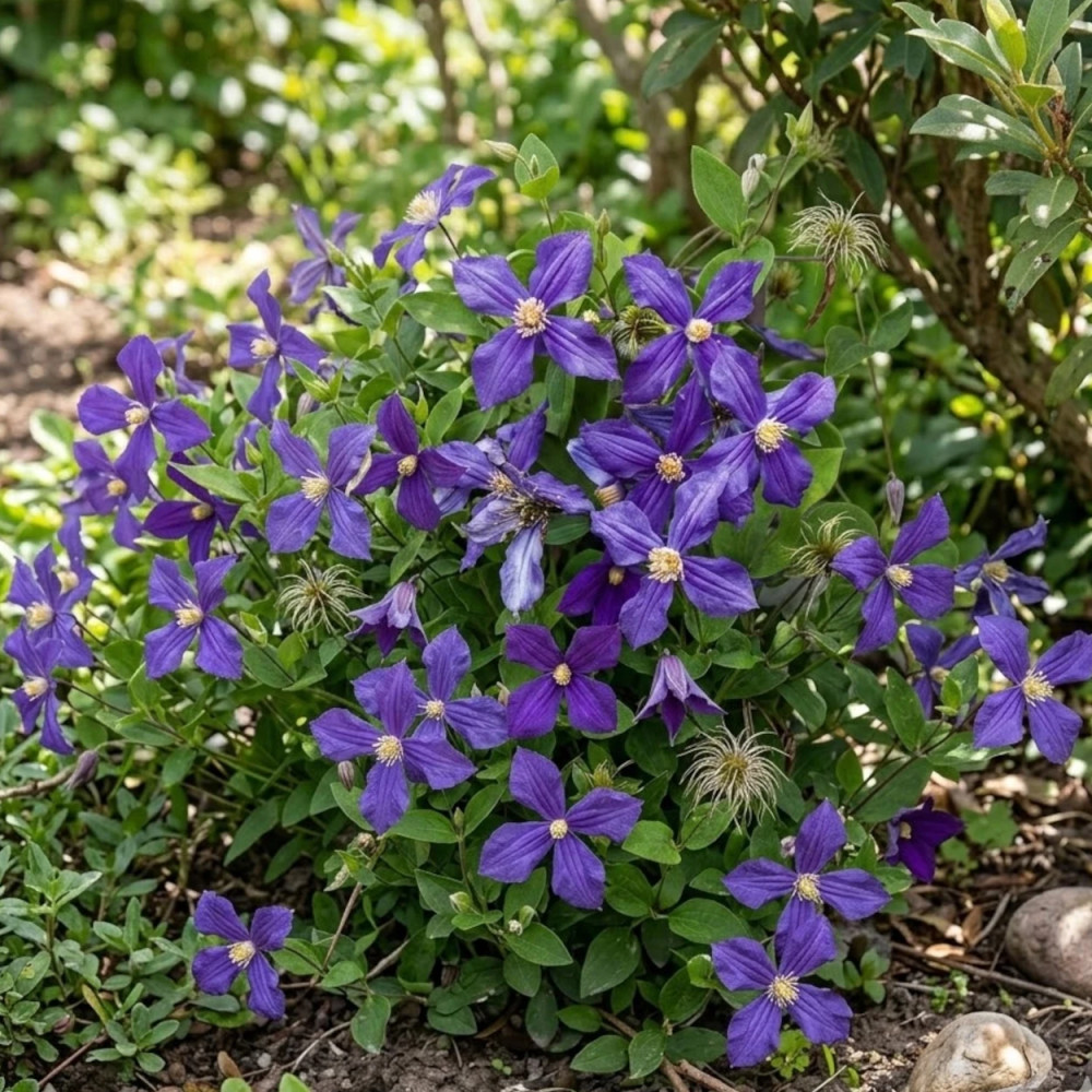 Clématite integrifolia Durandii Clématite integrifolia Durandii