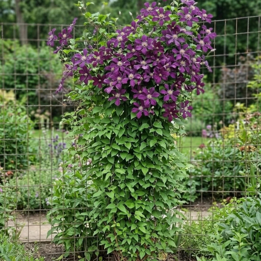 Clématite integrifolia Panther
