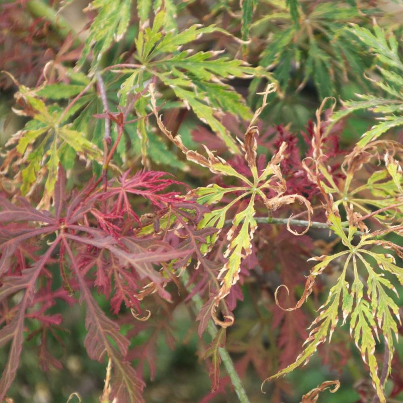 Érable du Japon Inaba Shidare, Acer palmatum