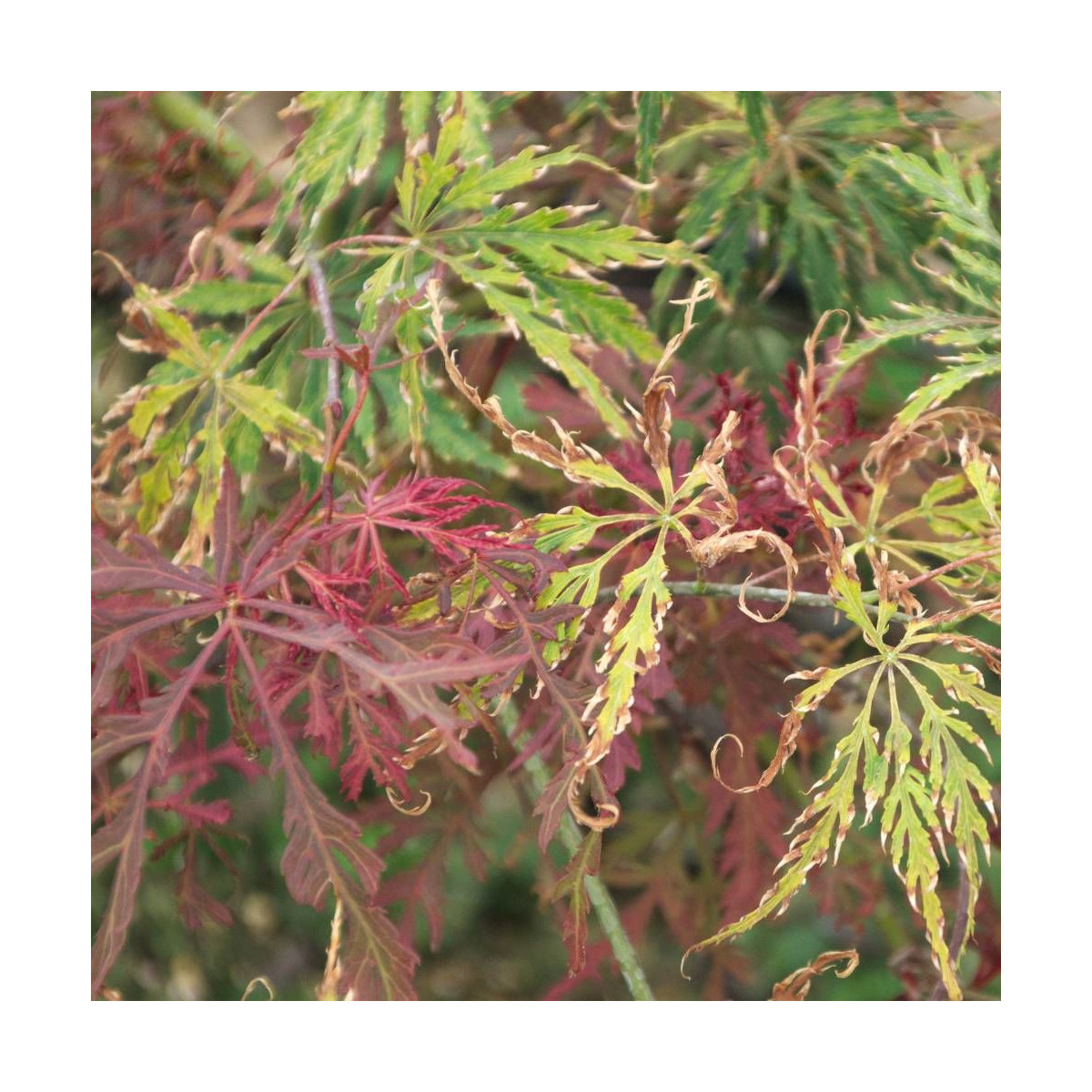 Érable du Japon Inaba Shidare, Acer palmatum