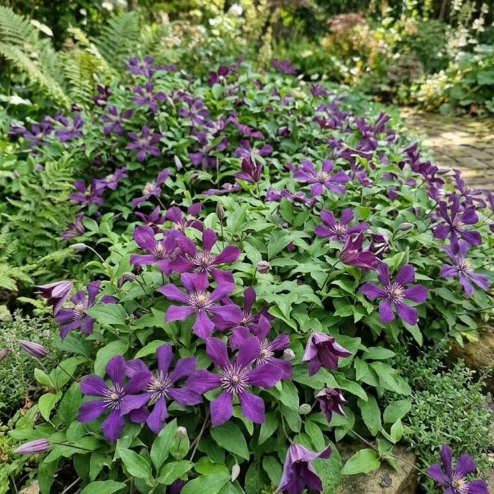 Clématite integrifolia Panther