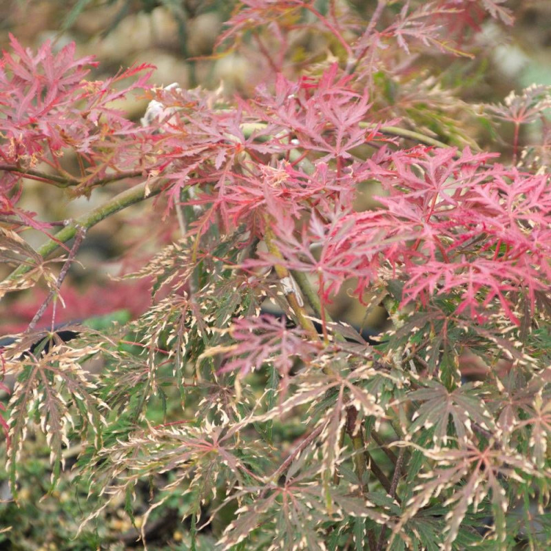 Érable du Japon Inaba Shidare, Acer palmatum