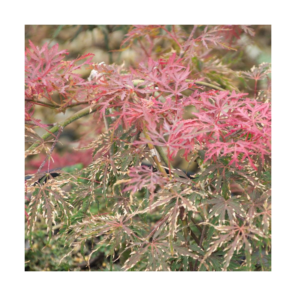 Érable du Japon Inaba Shidare, Acer palmatum