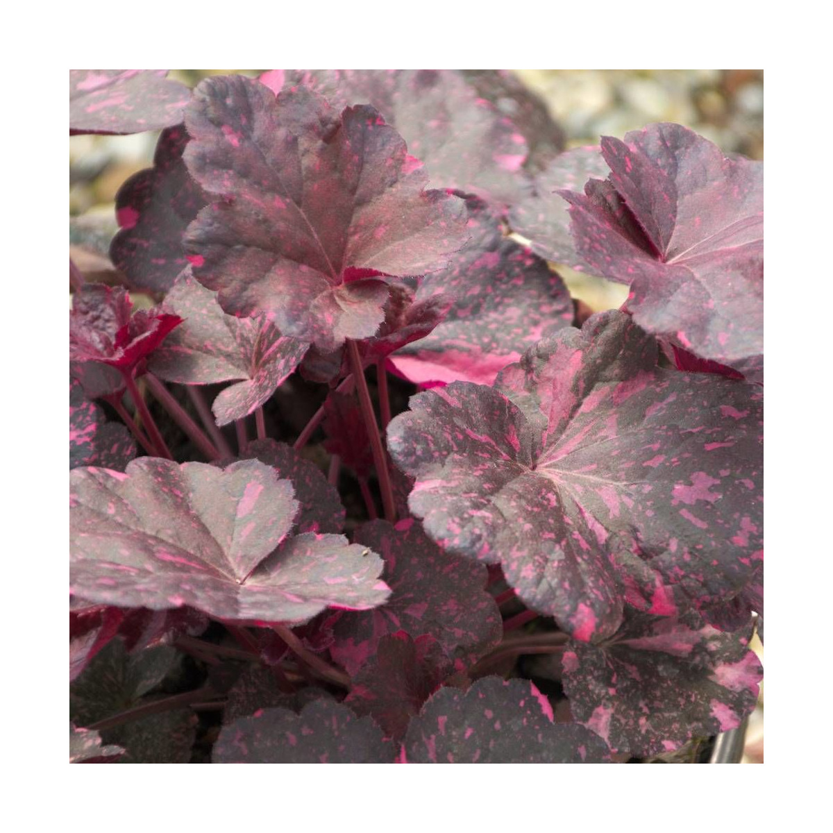 Heuchere Midnight Rose Select