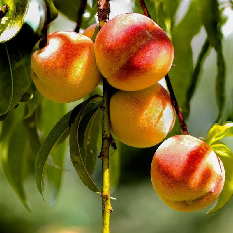 Pêcher nain Pêche de poche - Nains de jardins®