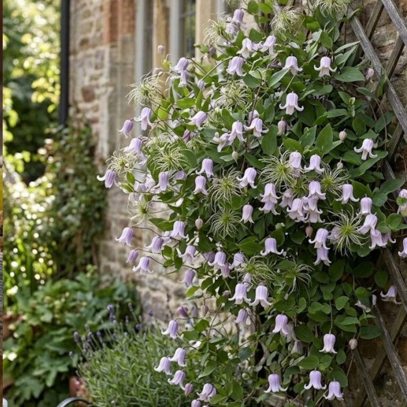 Clématite texensis Annabella® 'Zo08169'