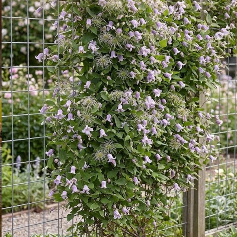 Clématite texensis Annabella® 'Zo08169'