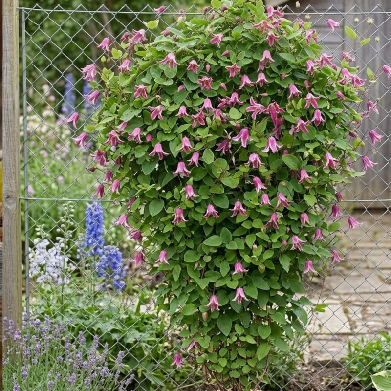 Clématite texensis Etoile Rose