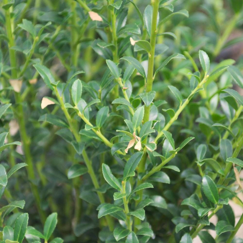 Houx crénelé Chat'o® 'FarrowSK6', Ilex crenata