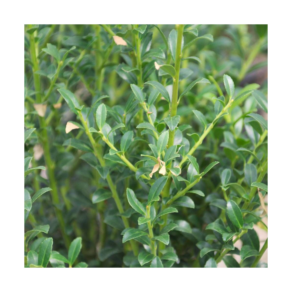 Houx crénelé Chat'o® 'FarrowSK6', Ilex crenata