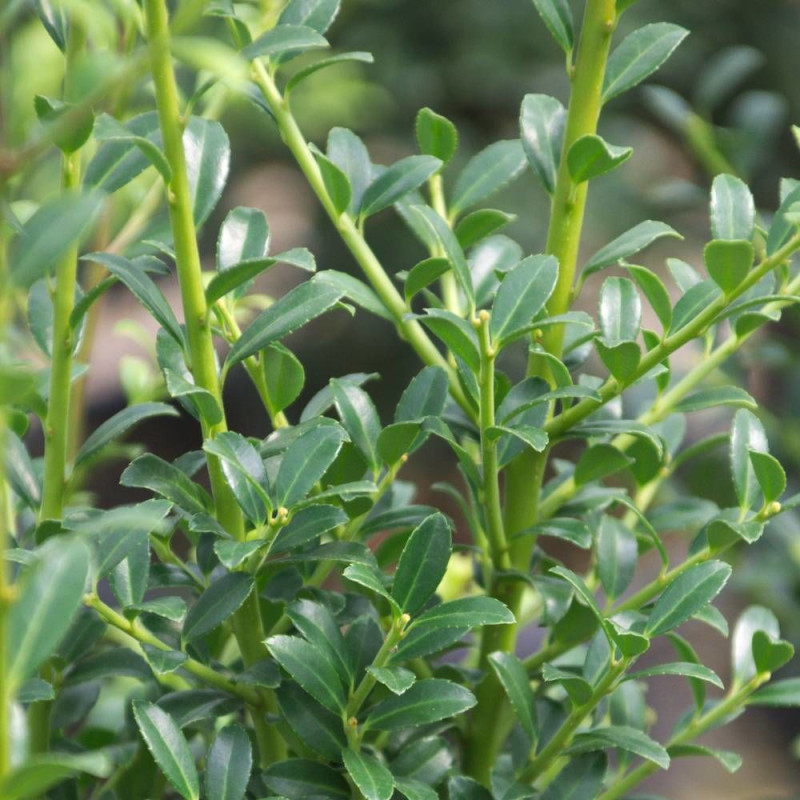 Houx crénelé Chat'o® 'FarrowSK6', Ilex crenata