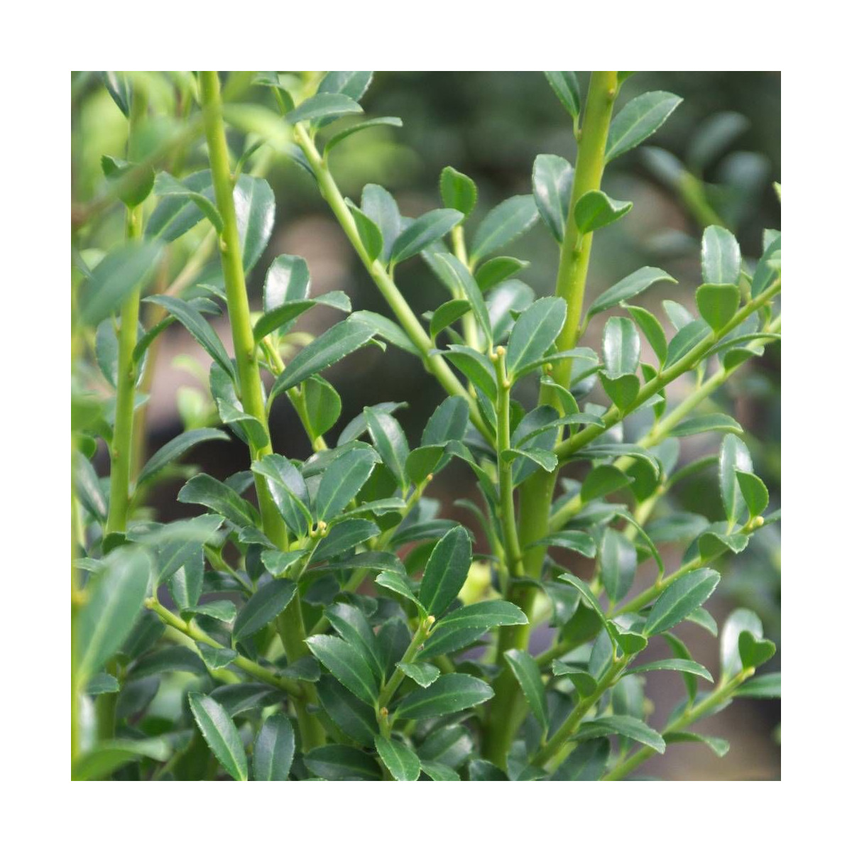 Houx crénelé Chat'o® 'FarrowSK6', Ilex crenata