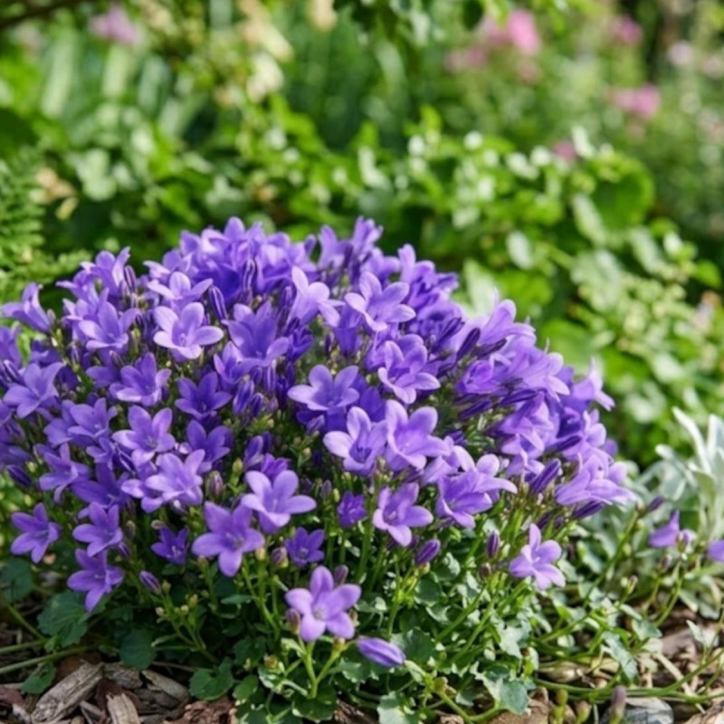 Campanule Purple Addenda®