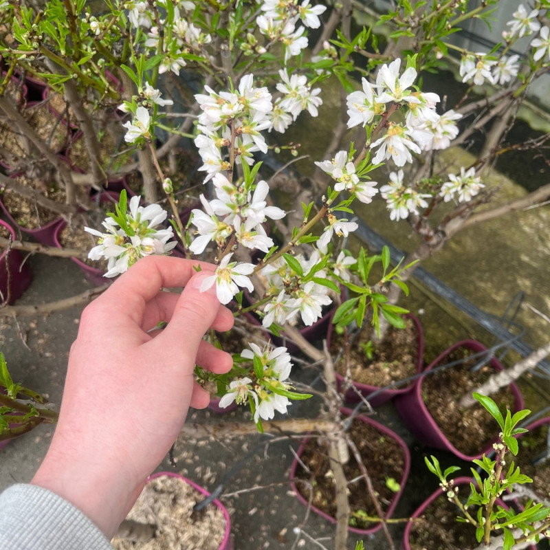 Amandier nain Mini Mandier - Nains de jardins®