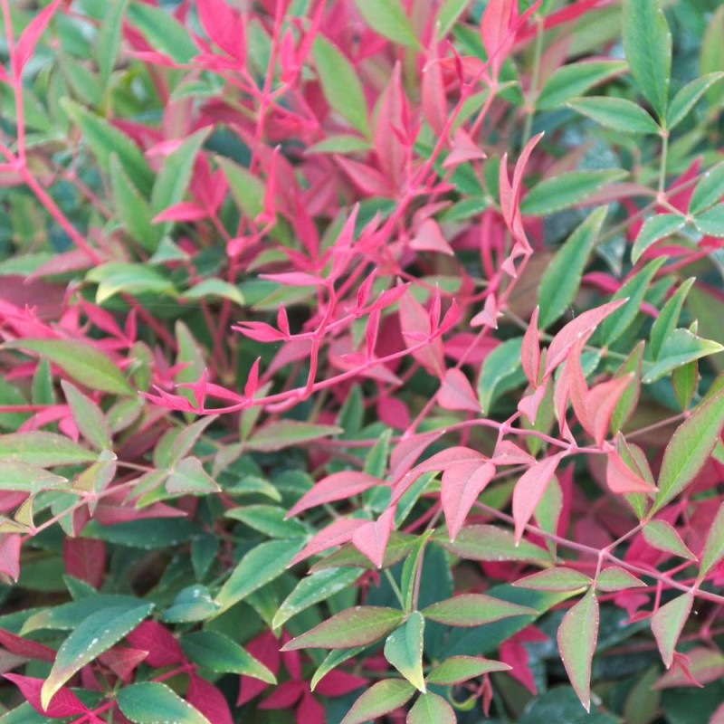 Bambou sacré Obsessed® 'Seika', Nandina