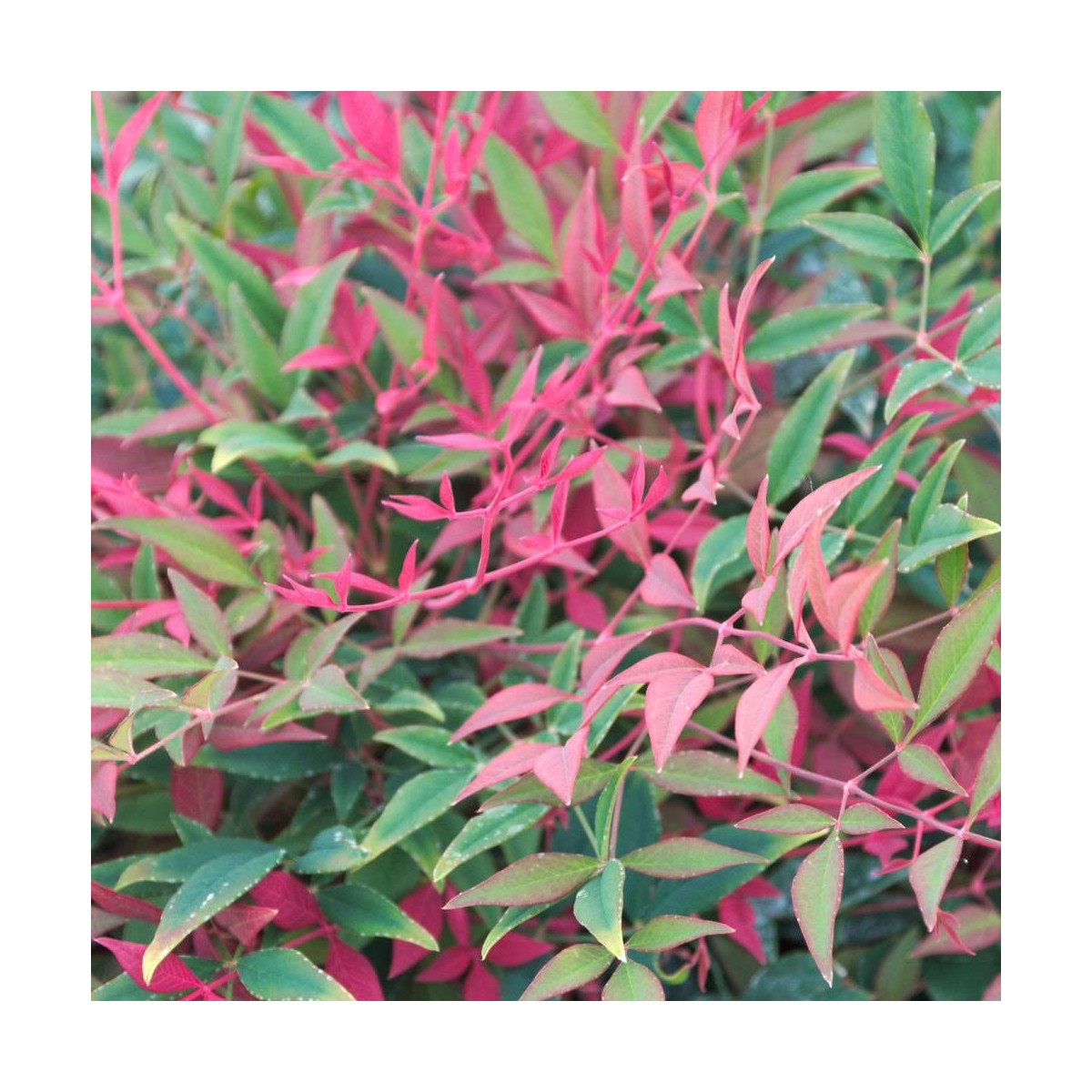 Bambou sacré Obsessed® 'Seika', Nandina