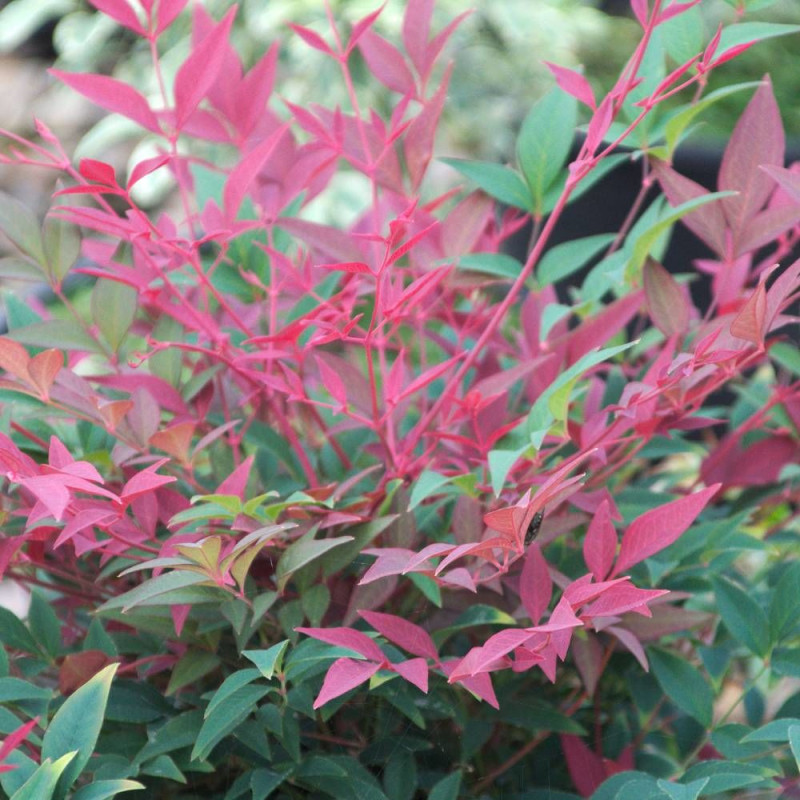 Bambou sacré Obsessed® 'Seika', Nandina