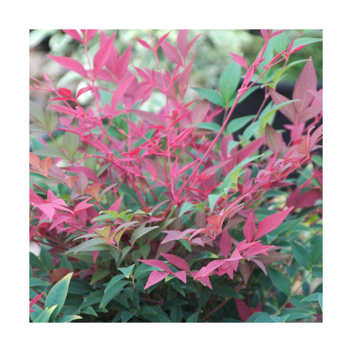 Bambou sacré Obsessed® 'Seika', Nandina