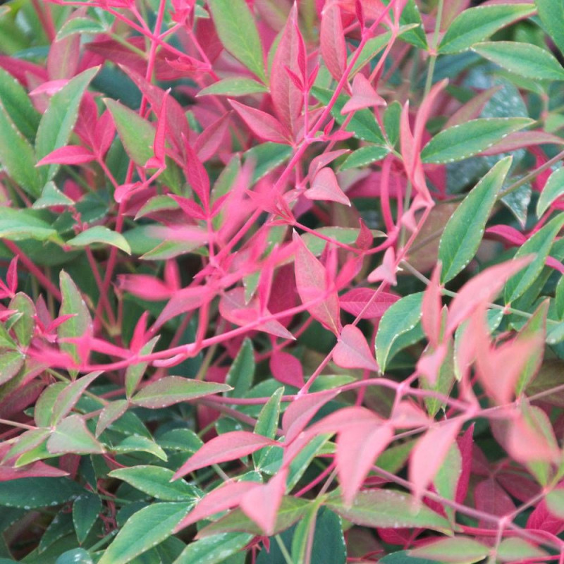 Bambou sacré Obsessed® 'Seika', Nandina