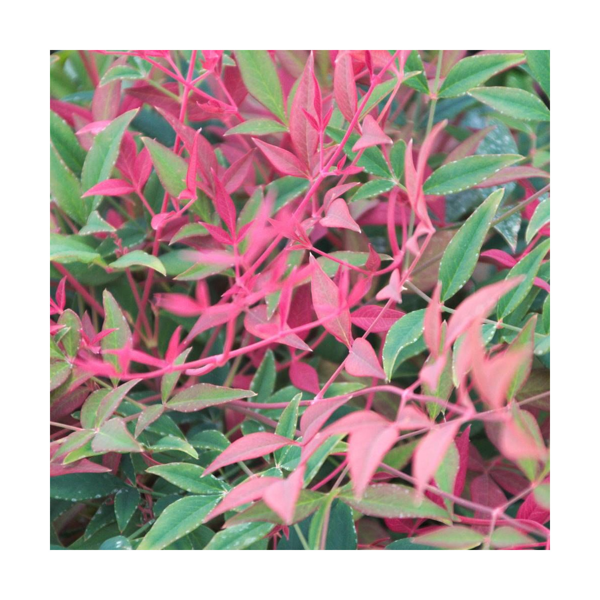 Bambou sacré Obsessed® 'Seika', Nandina