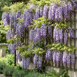 Glycine du Japon Ed's Blue®