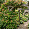 Hortensia grimpant Crug Coral