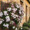 Jasmin blanc de printemps