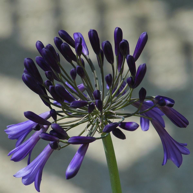 Agapanthe Royal Velvet®
