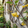Magnolia grimpant henryi, Schisandra