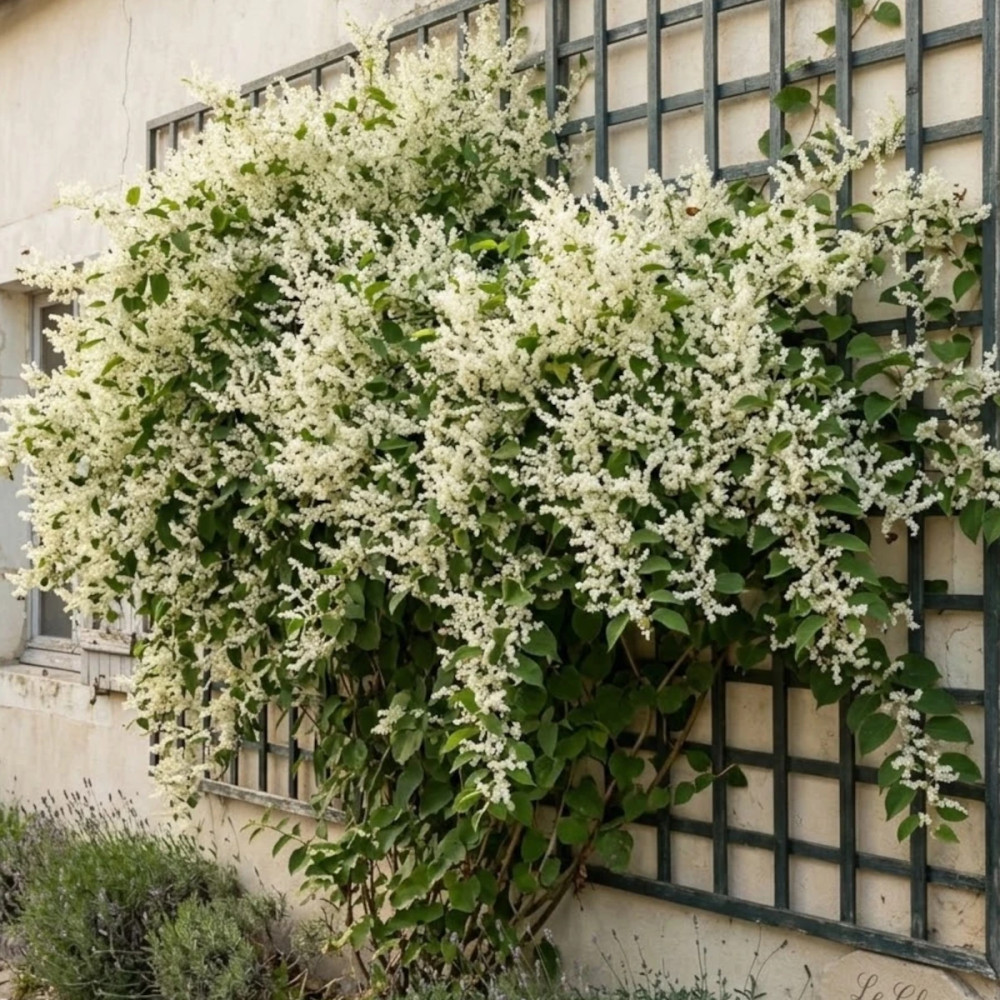 Renouée aubertii, Polygonum Renouée aubertii, Polygonum