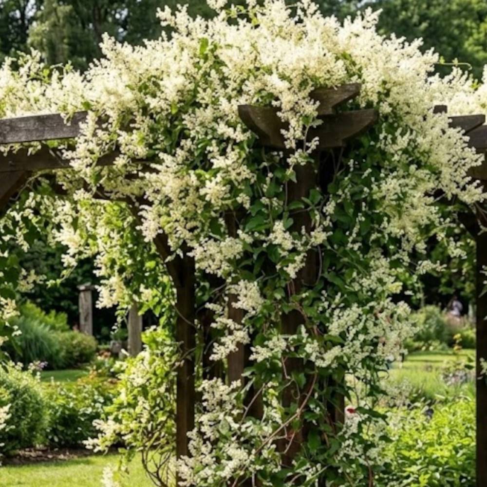 Renouée aubertii, Polygonum Renouée aubertii, Polygonum