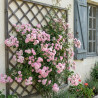 Rosier liane Banksiae Rosea